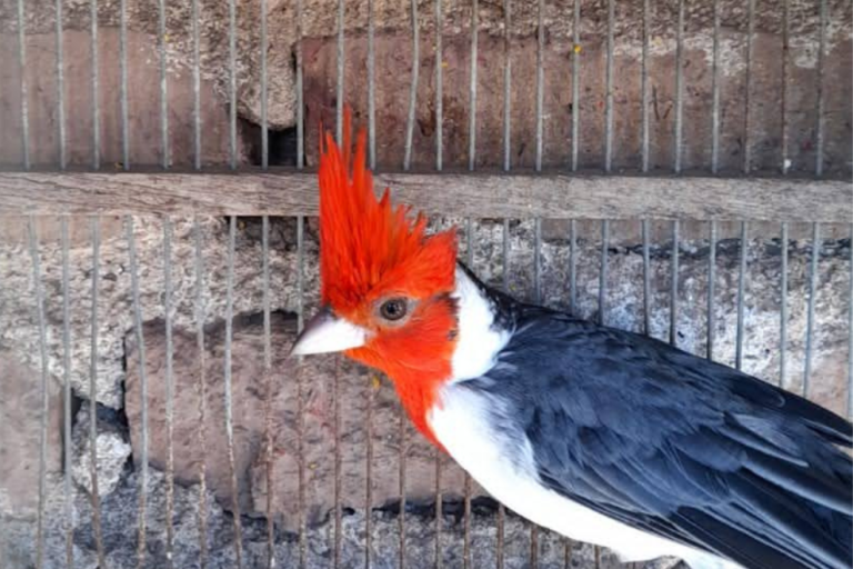 aves silvestres