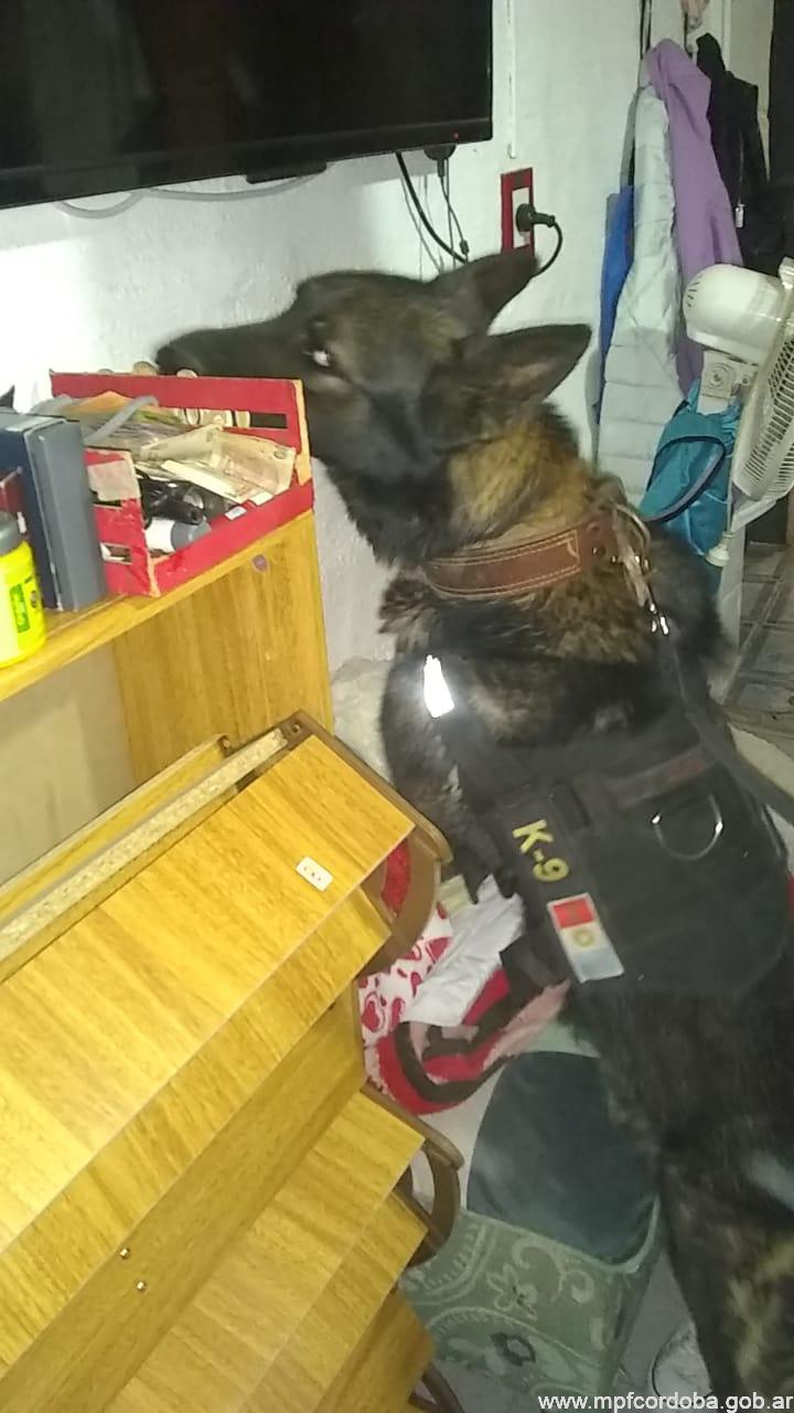 fpa perro