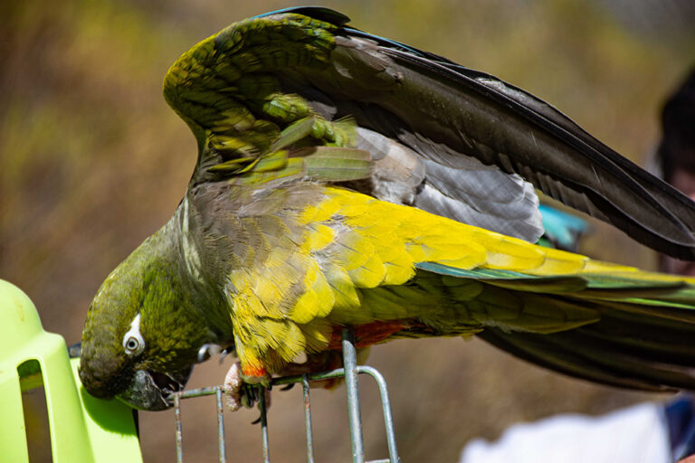 aves silvestres