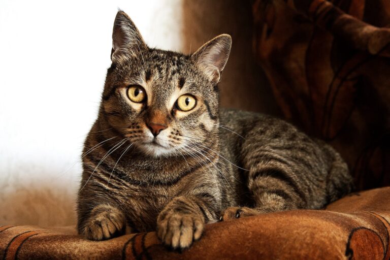 gato