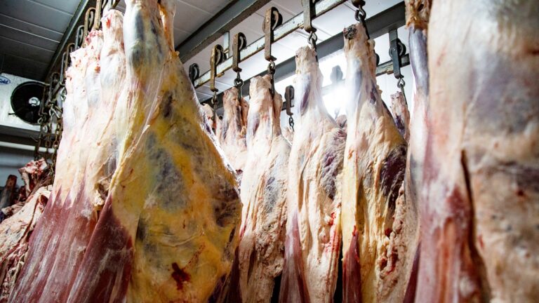 carnes carnicería