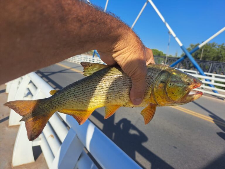 dorados