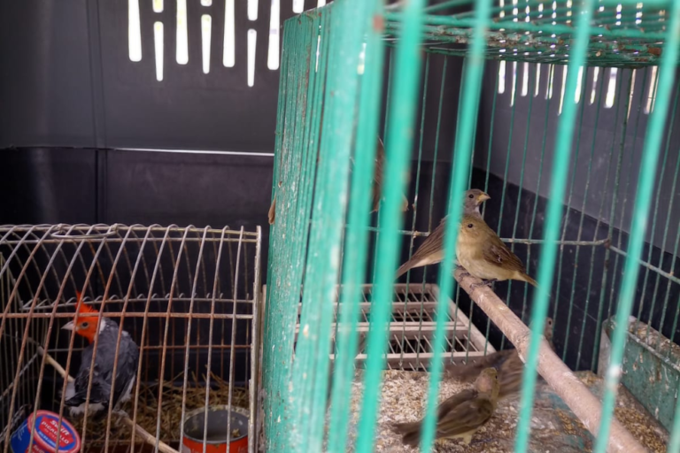 aves silvestres a la venta