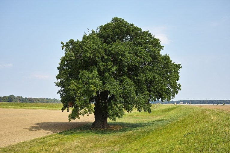 Eiche_bei_Graditz