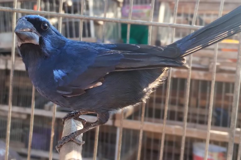 aves silvestres