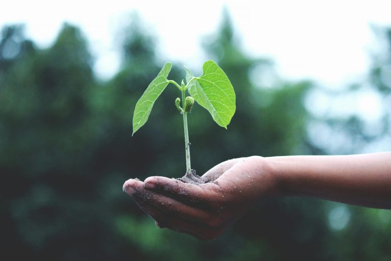 planta-cambio climático