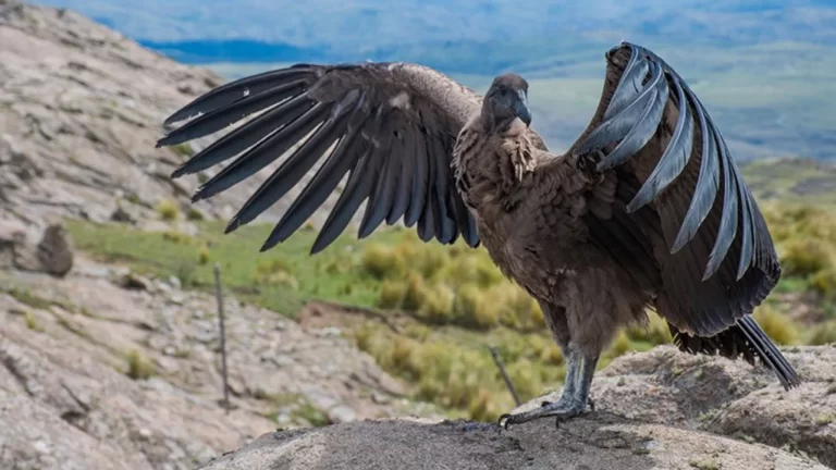 condor andino