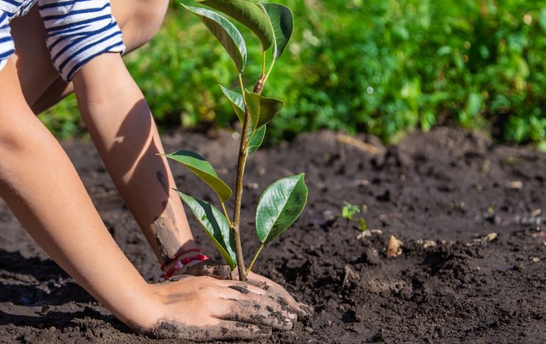 plantacion de arboles