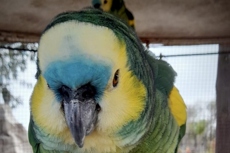 LORO HABLADOR