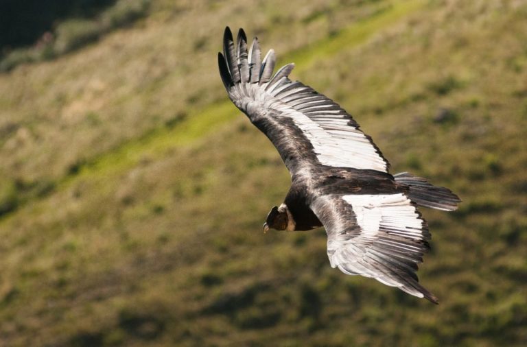 Condor01-1024x674