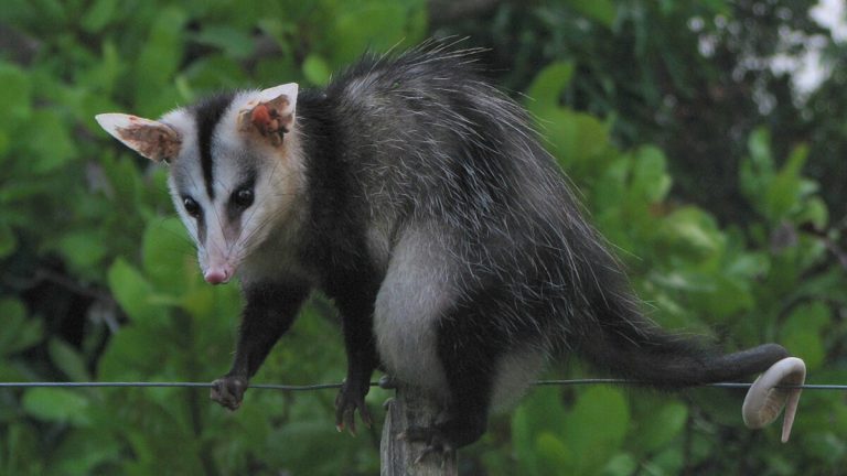 Didelphis_albiventris,_Bahia,_Brazil (1)