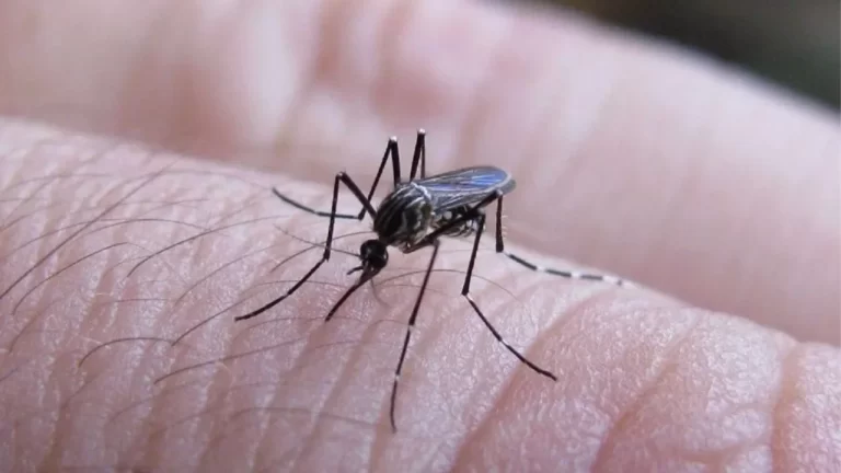 720