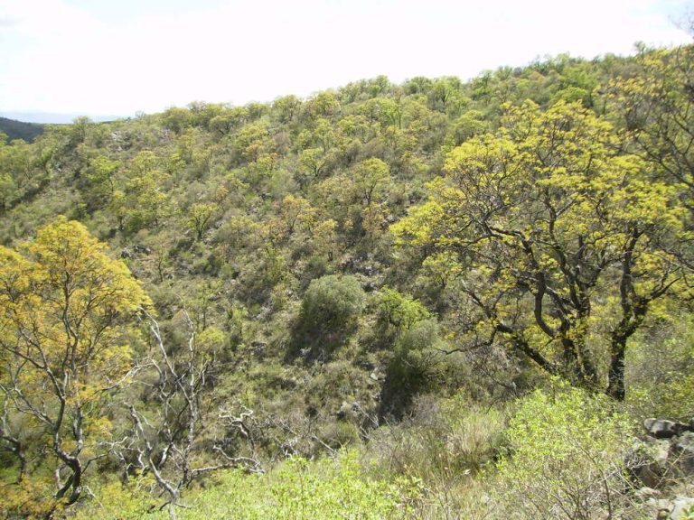 bosque cordoba