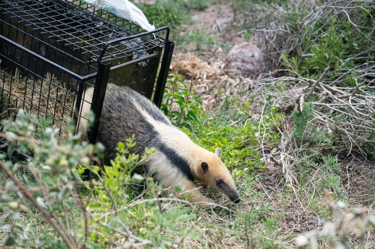 fauna silvestre- oso melero