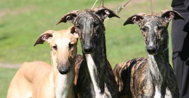 galgos1