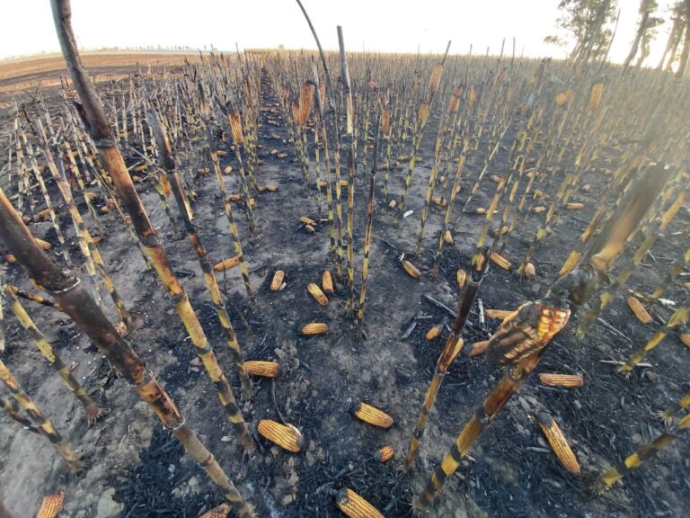 incendio de campo
