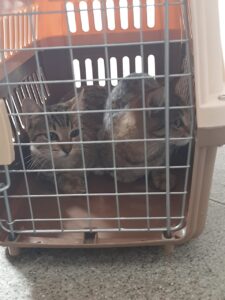 castraciones villa nueva