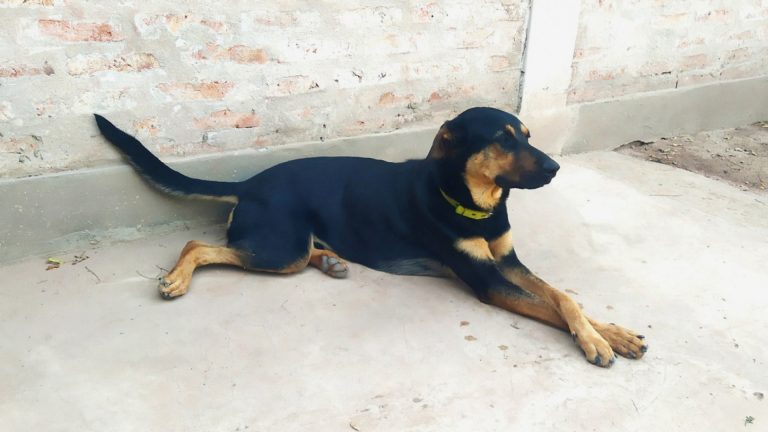 perro mascota