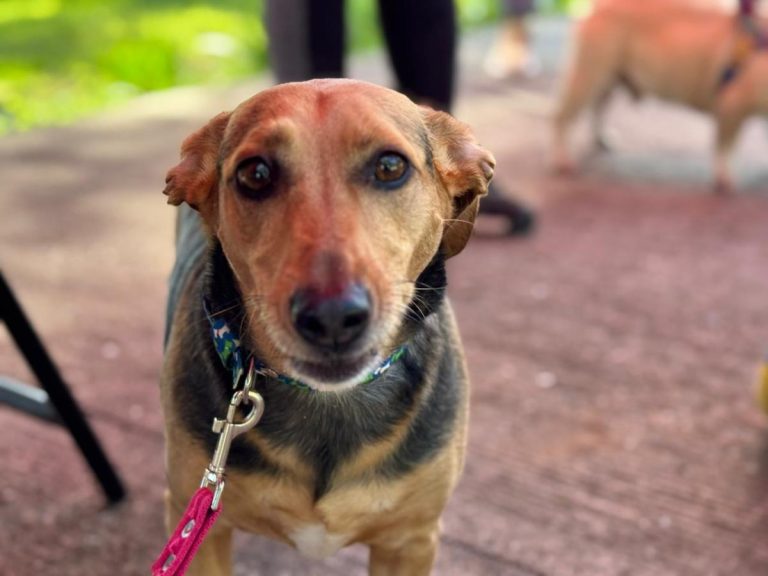 vacuna antirrabica villa nueva