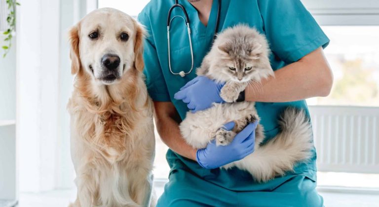 castracion-perro-y-gato-scaled