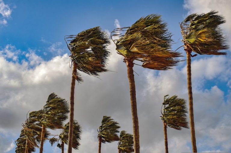palm-trees-in-wind-pub-dom-2160x1437
