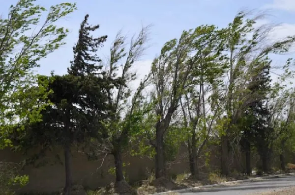 alerta-viento-extremo-provincia-cordoba