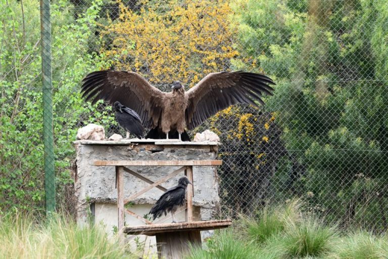 condor andino